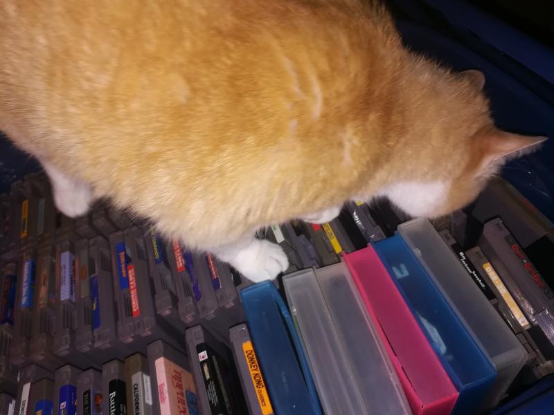 Orange cat inspecting a box of NES games